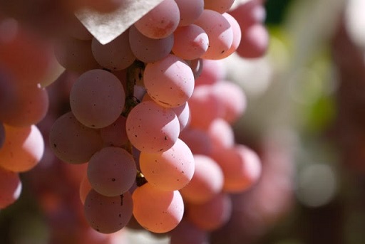 Koshu grapes